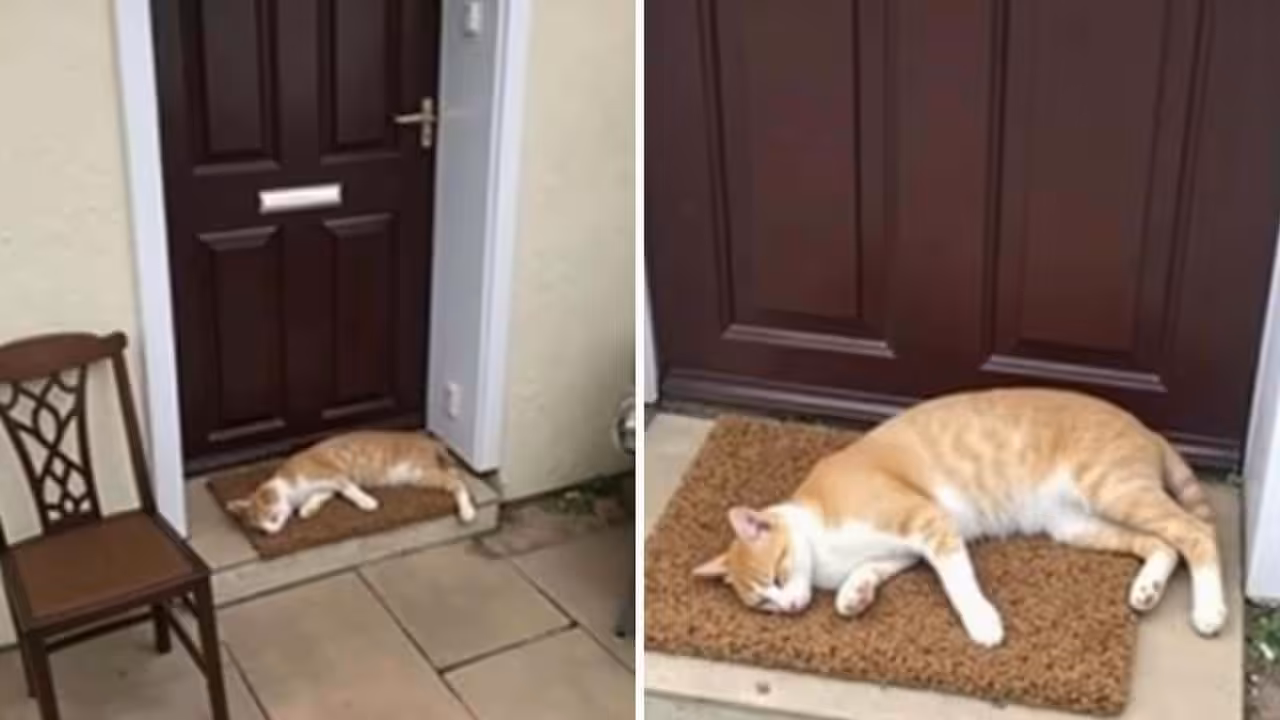 A cat keeps sleeping on the doormat of his old home and what the new owners finally learn becomes emotional bad news