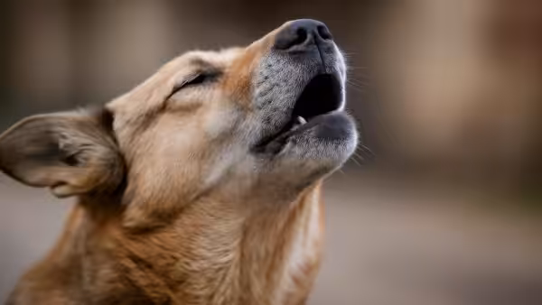 Dogs howl when they hear music, but it’s not because it bothers them: there’s an ancient scientific cause