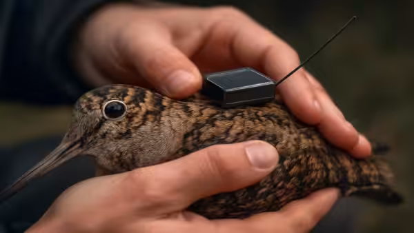 Madrid researchers to track woodcocks with GPS to map their migrations across Europe