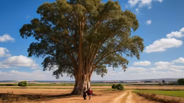 One of Spain’s tallest trees is a colossal 60‑metre eucalyptus in rural Seville