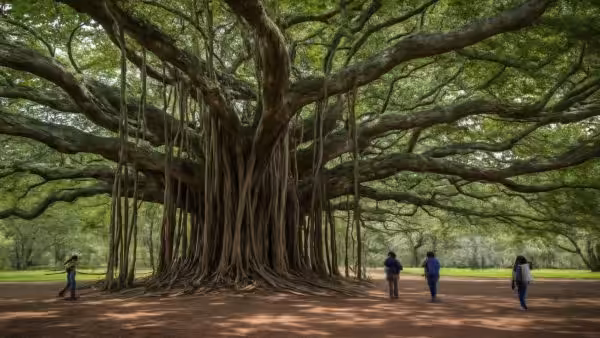 It looks like a forest but it’s a single tree: 8,500 m² wide, 20 metres tall and 80,000 fruits per harvest